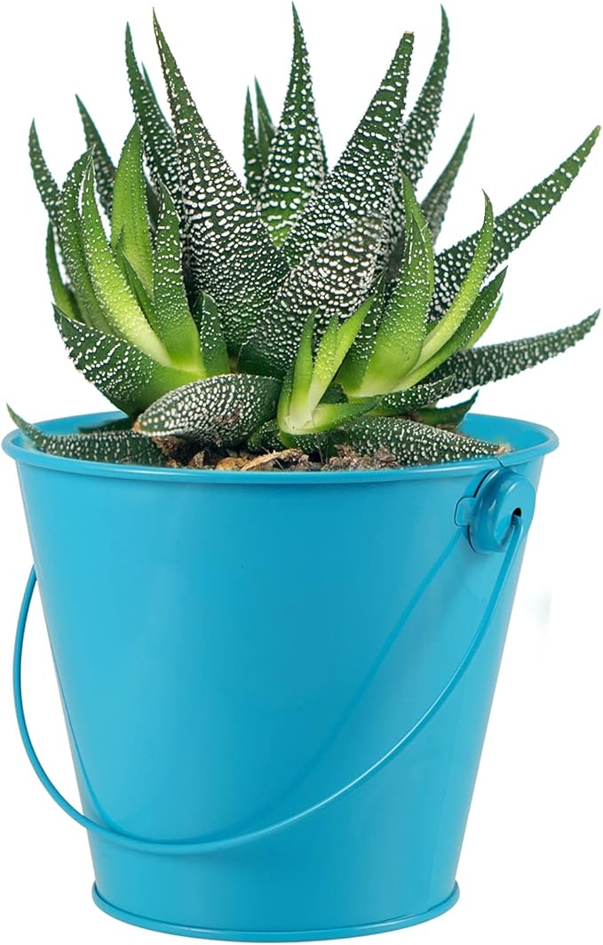 HAKZEON 10 Pack 4.72 x 4 Inches Mini Metal Buckets, Metal Pails with Handle, Metal Bucket with Handle for Crafts and Party Favors, Blue