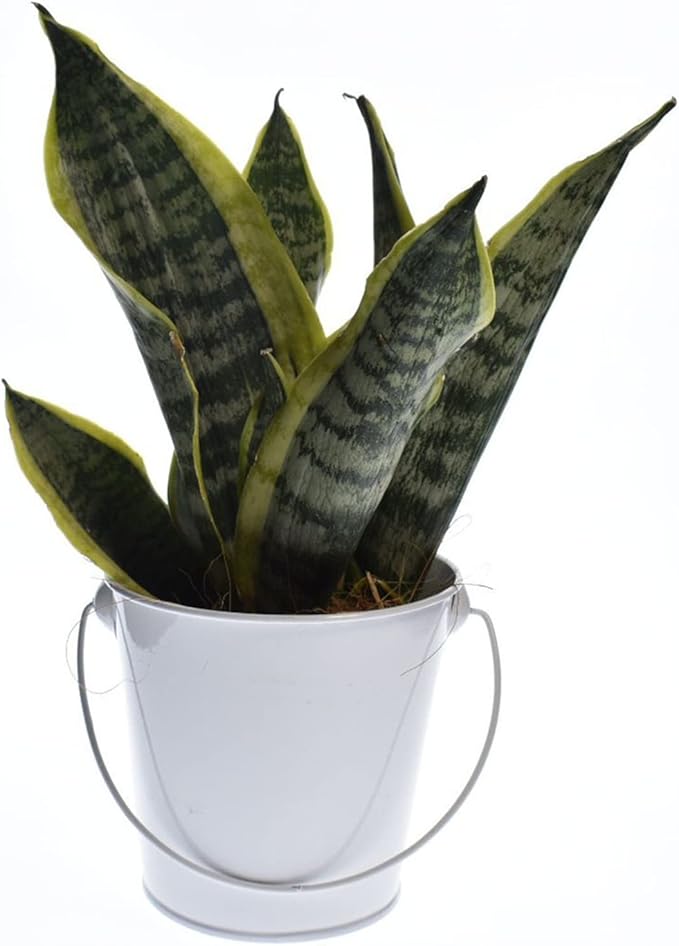 Colored Tin Buckets with Handle, 6 Pack 7.48 inch Galvanized Iron Pail Buckets for Kids, Classroom, Crafts and Party Favors