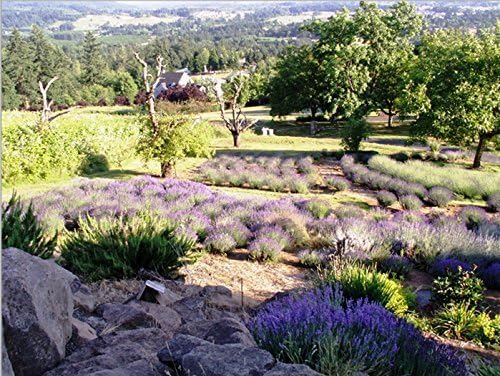 Victoria's Lavender Room Spray - All Natural Home Fragrance, Pure Oil Air Freshener & Odor Eliminator, Relaxing Scent, Aromatherapy Household Essentials, Made in the USA, 2-Pack Lavender, 4 oz each