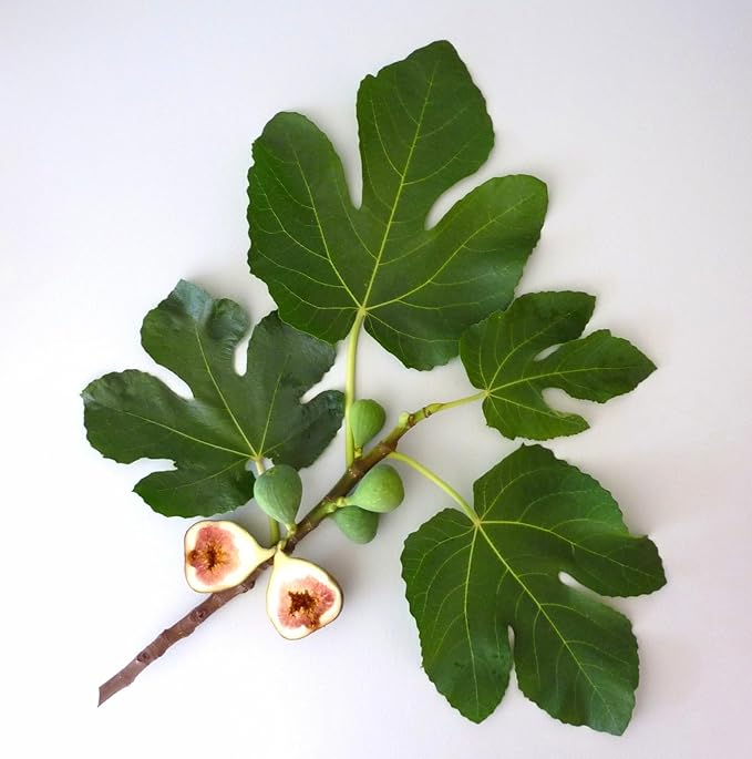 Murchison-Hume Natural Floor Cleaner Concentrate – Pet-Friendly, Non-Toxic, Plant-Based Formula for Hardwood, Tile & Laminate – Streak-Free Shine, Fresh Scent – Makes 35 Fl Oz-Original Fig