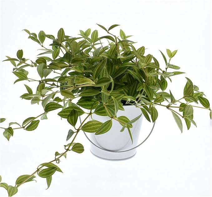 Colored Metal Buckets with Handle, 6 Pack 5.91 Inch Galvanized Iron Pail Bucket for Kids,Classroom,Crafts,and Party Favors (White)