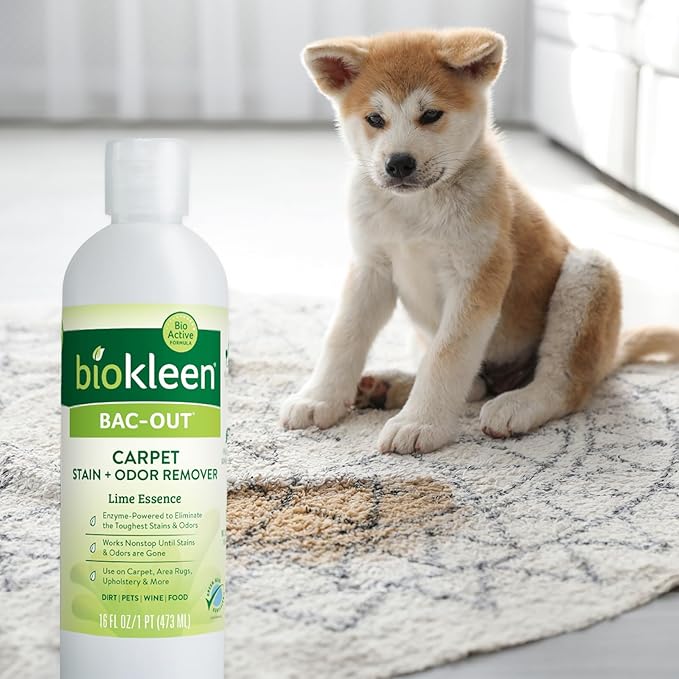 Biokleen Bac-Out Carpet Stain Remover Enzymatic, Destroys Stains & Odors Safely, for Pet Urine, Laundry, Diapers, Wine, Carpets, More, Eco-Friendly, Plant-Based