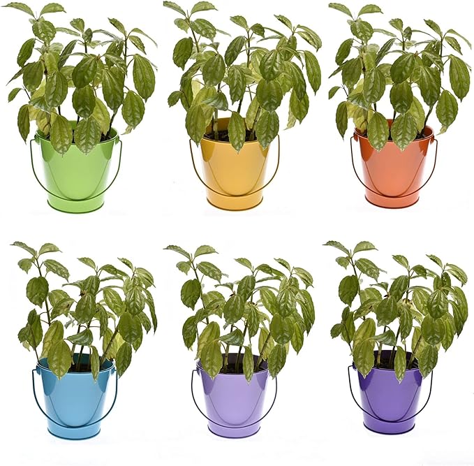 Small Metal Buckets with Handle, 6 Pack 4.3 inch Colored Galvanized Bucket for Kids,Classroom,Crafts,and Party Favors (Multi-Colored, 4.3" Top)