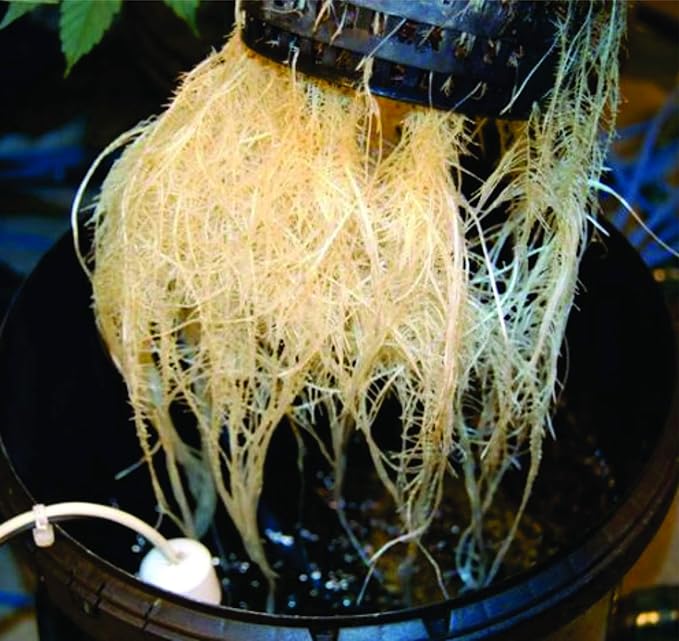 The Atwater HydroPod - DIY Add Your Own Bucket KIT - DWC Deep Water Culture Hydroponic Garden System - Bubble Bucket - No Nutrients, No pH Version - Bucket Not Included Save $$