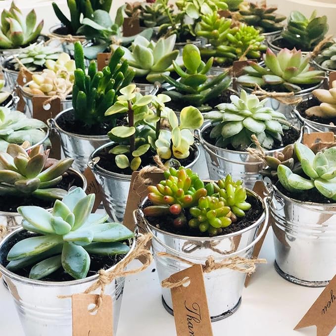 50 Pack 2.1 Inch Mini Metal Buckets with Handle, Galvanized Mini Tin Buckets, Small Iron Bucket, Mini Metal Pail for DIY Project, Holiday, Party, Home Decoration