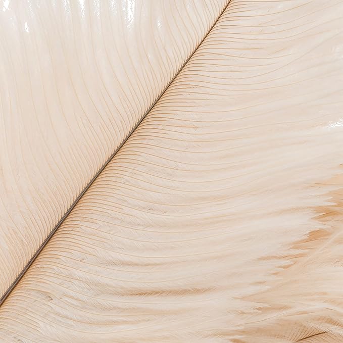 Redecker Ostrich Feather Duster with Varnished Wooden Handle, 19-2/3-Inches, White